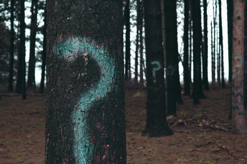trees in a forest with question marks on them metaphoric for myths